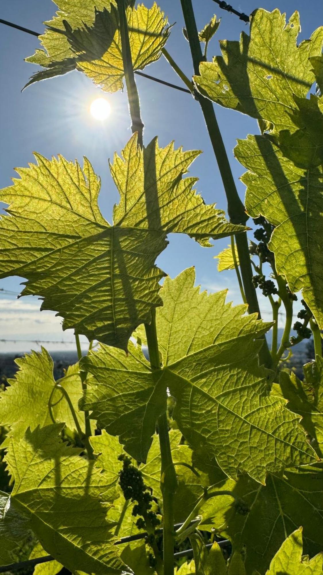 Agriturismo Cascina Cipressa San Romano  Екстер'єр фото